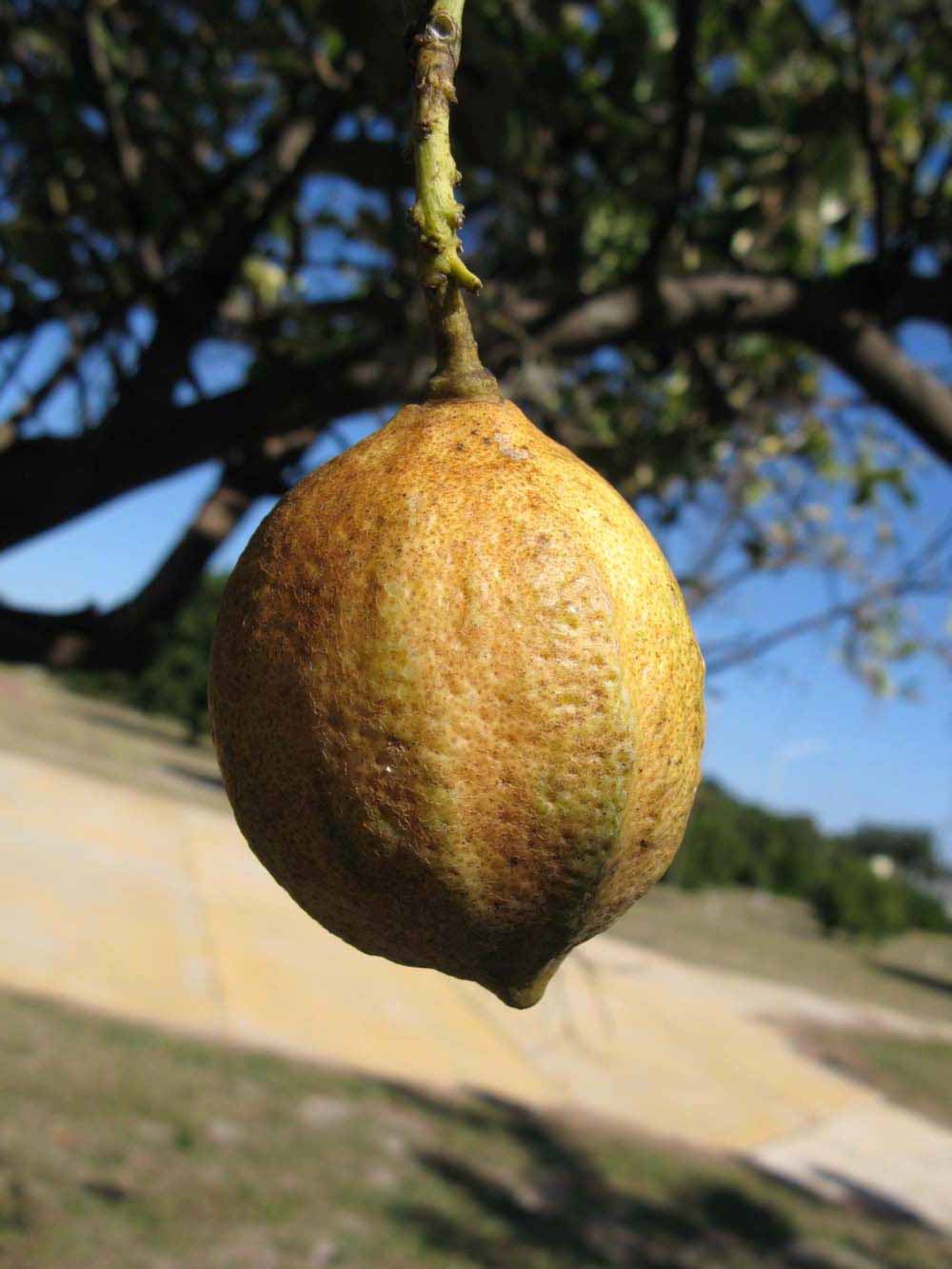            Fruit (Pink Variegated, Winter Haven, FL)   